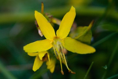Koelreuteria paniculata - svitel latnatý - květ2